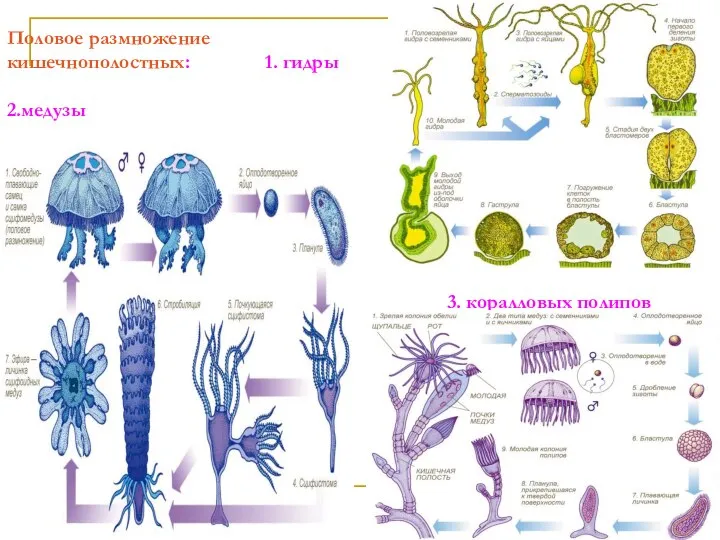 Половое размножение кишечнополостных: 1. гидры 2.медузы 3. коралловых полипов