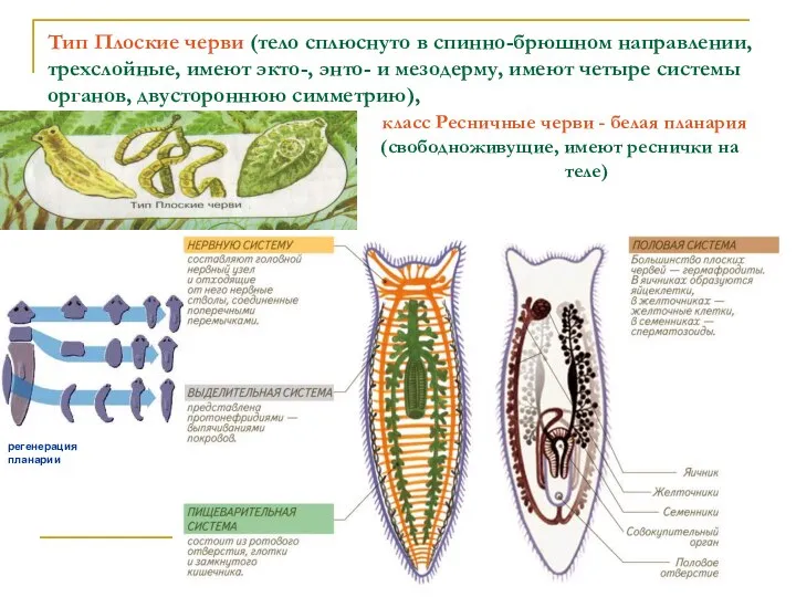 Тип Плоские черви (тело сплюснуто в спинно-брюшном направлении, трехслойные, имеют экто-,