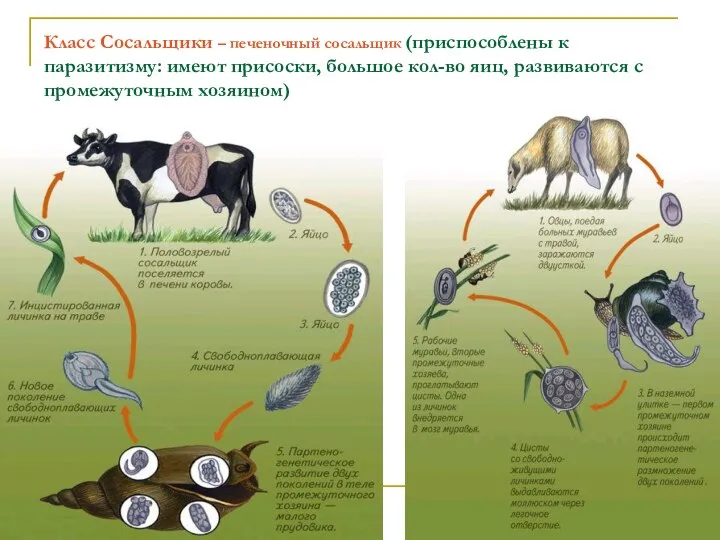 Класс Сосальщики – печеночный сосальщик (приспособлены к паразитизму: имеют присоски, большое