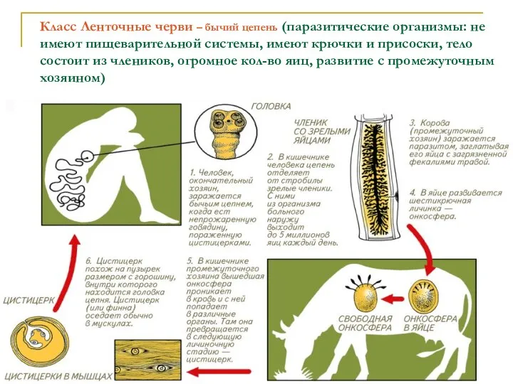 Класс Ленточные черви – бычий цепень (паразитические организмы: не имеют пищеварительной
