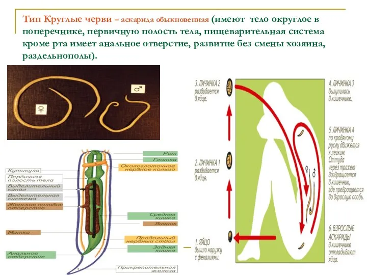 Тип Круглые черви – аскарида обыкновенная (имеют тело округлое в поперечнике,