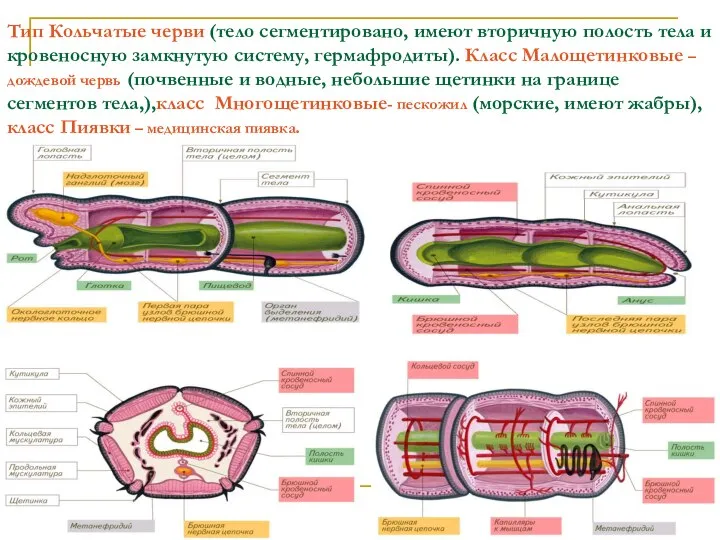 Тип Кольчатые черви (тело сегментировано, имеют вторичную полость тела и кровеносную