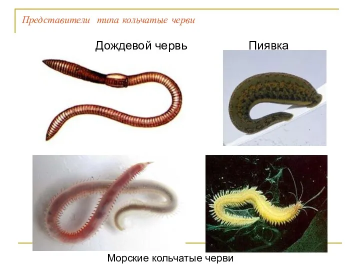 Представители типа кольчатые черви Морские кольчатые черви Пиявка Дождевой червь
