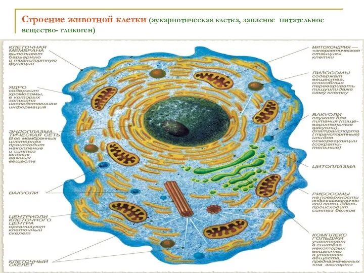 Строение животной клетки (эукариотическая клетка, запасное питательное вещество- гликоген)