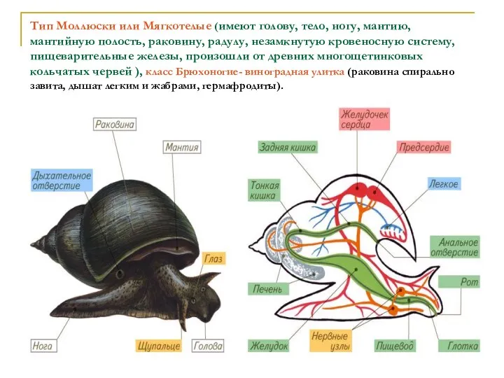 Тип Моллюски или Мягкотелые (имеют голову, тело, ногу, мантию, мантийную полость,