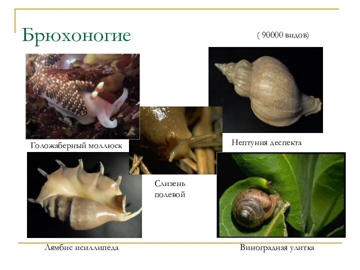 Брюхоногие Голожаберный моллюск Виноградная улитка Нептуния деспекта Лямбис исиллипеда ( 90000 видов) Слизень полевой