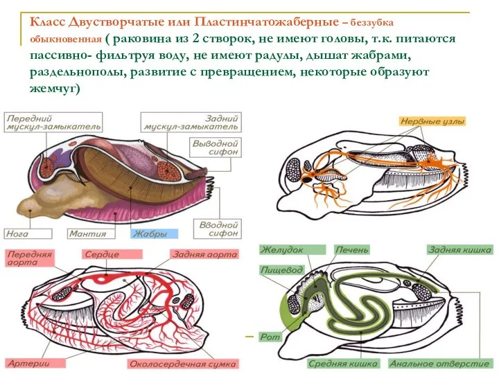 Класс Двустворчатые или Пластинчатожаберные – беззубка обыкновенная ( раковина из 2