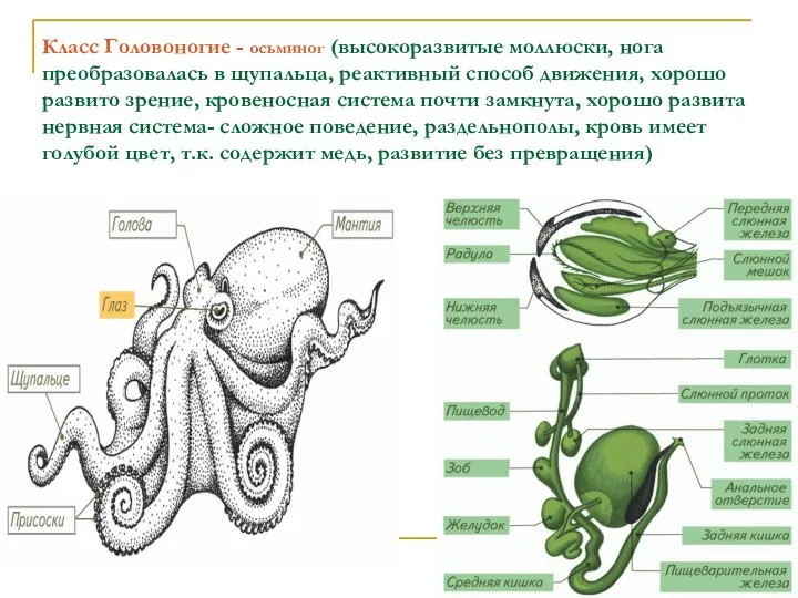 Класс Головоногие - осьминог (высокоразвитые моллюски, нога преобразовалась в щупальца, реактивный