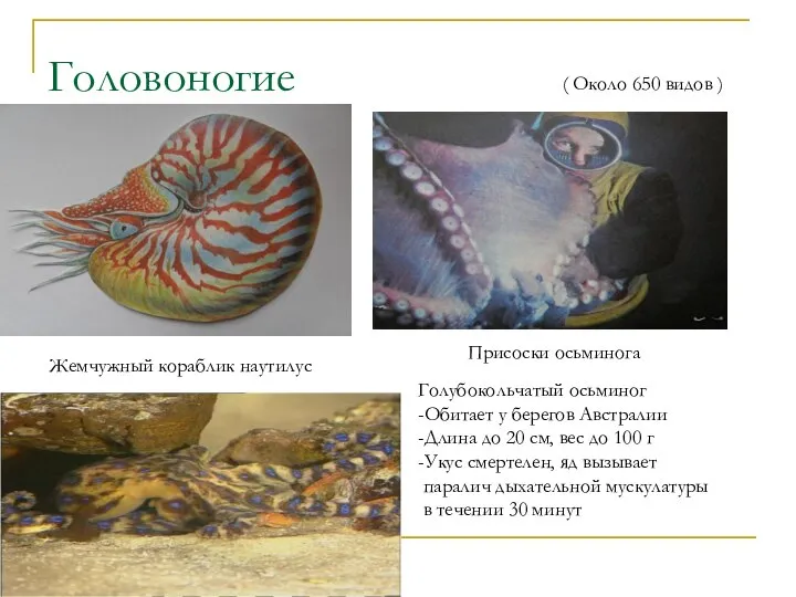 Головоногие ( Около 650 видов ) Жемчужный кораблик наутилус Присоски осьминога