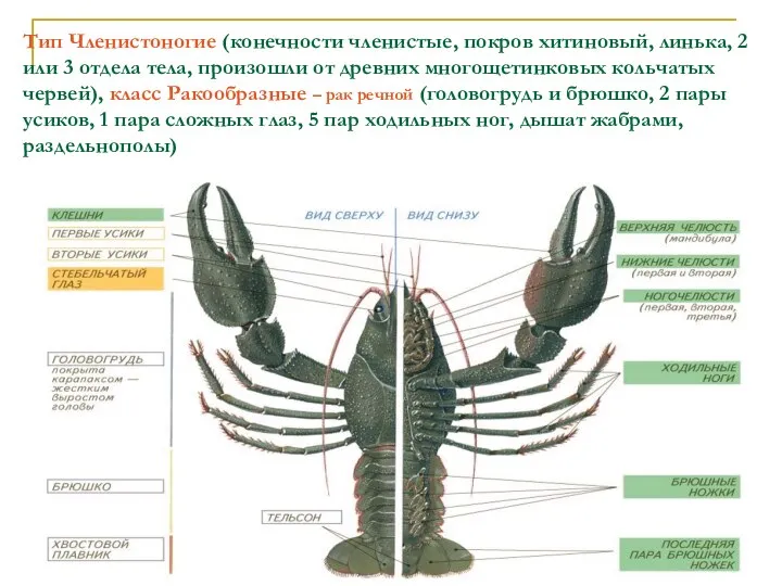 Тип Членистоногие (конечности членистые, покров хитиновый, линька, 2 или 3 отдела