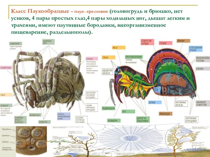 Класс Паукообразные – паук- крестовик (головогрудь и брюшко, нет усиков, 4