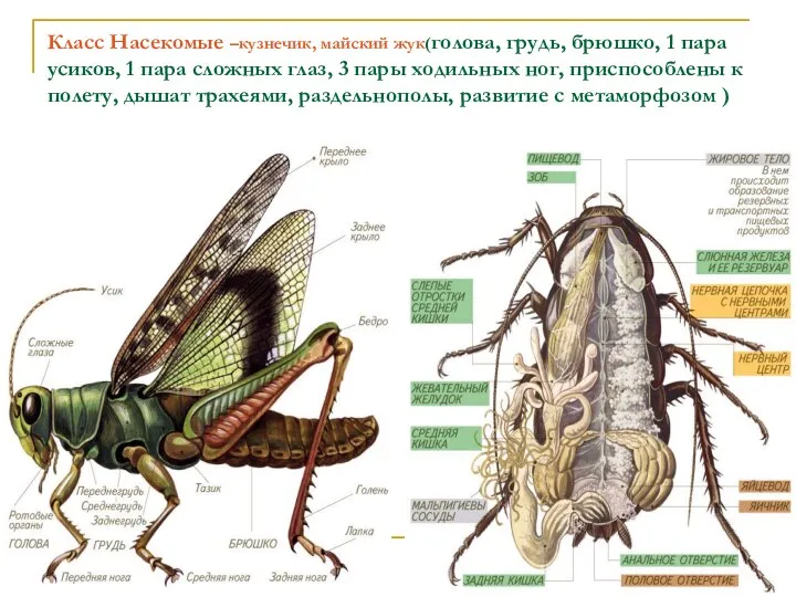 Класс Насекомые –кузнечик, майский жук(голова, грудь, брюшко, 1 пара усиков, 1