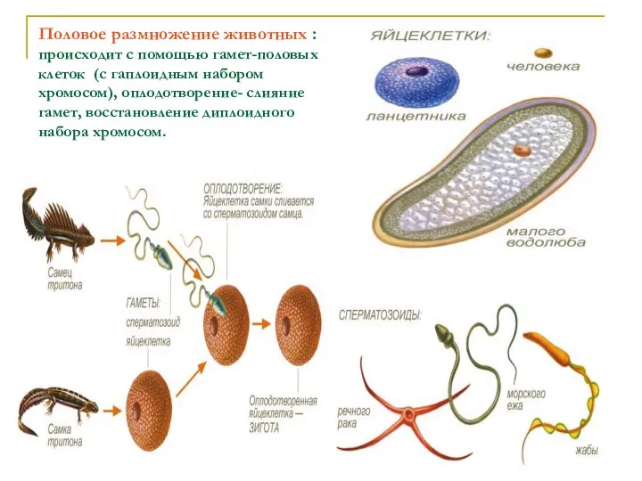 Половое размножение животных : происходит с помощью гамет-половых клеток (с гаплоидным