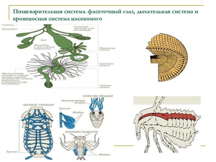 Пищеварительная система, фасеточный глаз, дыхательная система и кровеносная система насекомого