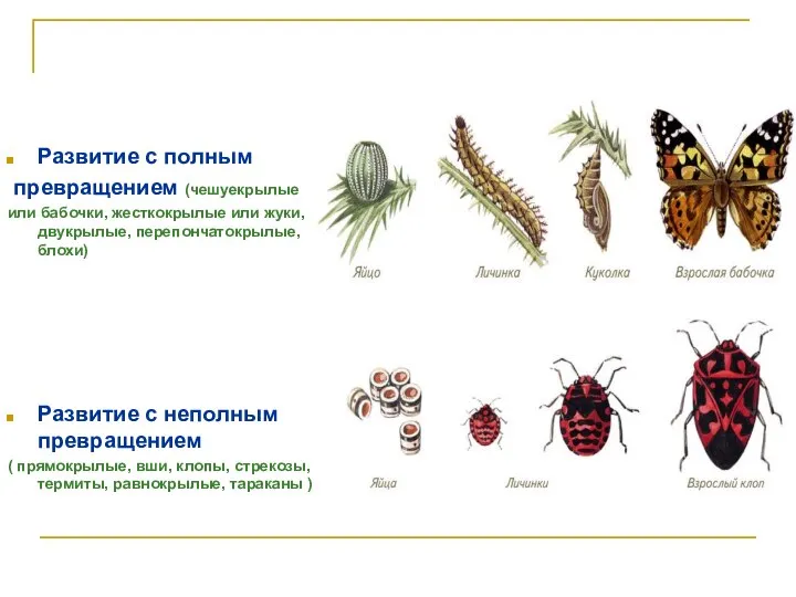 Развитие с полным превращением (чешуекрылые или бабочки, жесткокрылые или жуки, двукрылые,