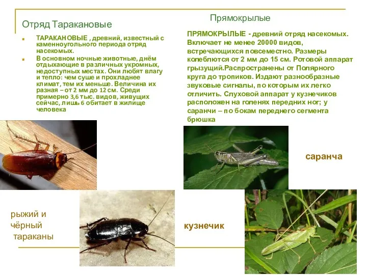 Отряд Таракановые ТАРАКАНОВЫЕ , древний, известный с каменноугольного периода отряд насекомых.