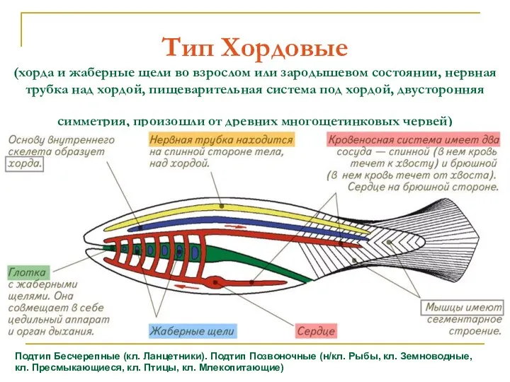 Тип Хордовые (хорда и жаберные щели во взрослом или зародышевом состоянии,