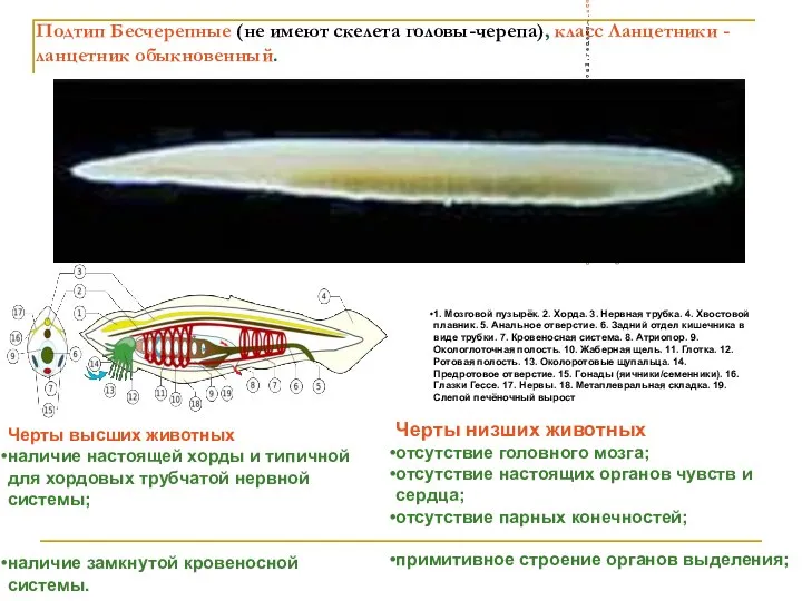 Подтип Бесчерепные (не имеют скелета головы-черепа), класс Ланцетники -ланцетник обыкновенный. подтип