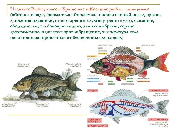 Надкласс Рыбы, классы Хрящевые и Костные рыбы – окунь речной (обитают