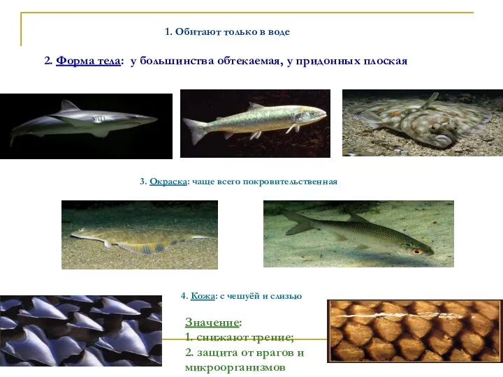 2. Форма тела: у большинства обтекаемая, у придонных плоская 3. Окраска: