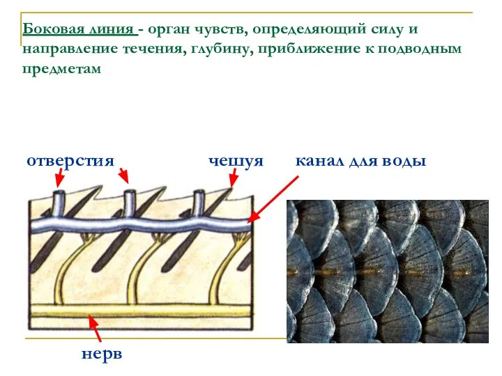 Боковая линия - орган чувств, определяющий силу и направление течения, глубину,