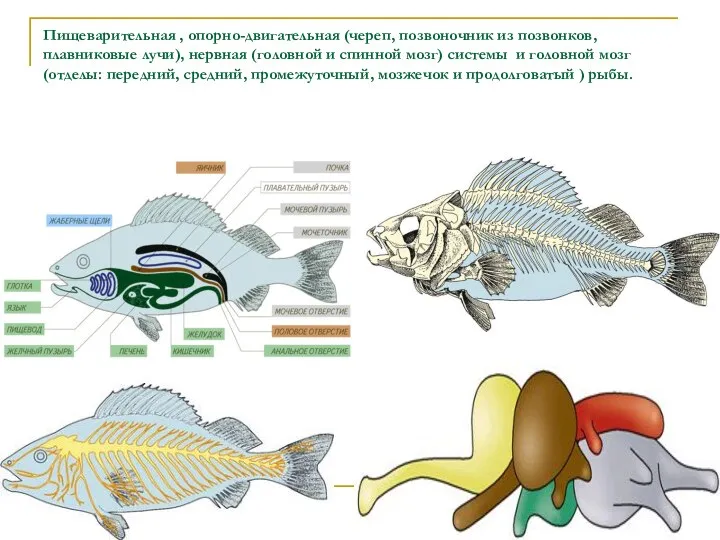 Пищеварительная , опорно-двигательная (череп, позвоночник из позвонков, плавниковые лучи), нервная (головной