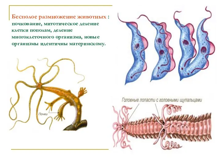 Бесполое размножение животных : почкование, митотическое деление клетки пополам, деление многоклеточного организма, новые организмы идентичны материнскому.