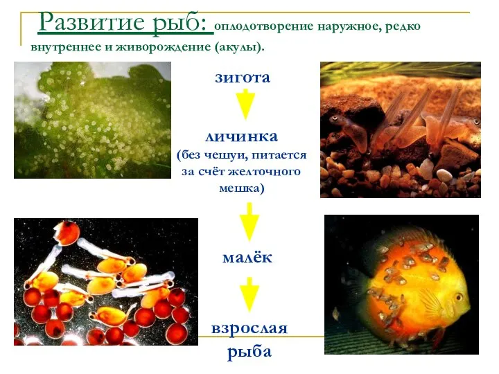 Развитие рыб: оплодотворение наружное, редко внутреннее и живорождение (акулы). зигота личинка