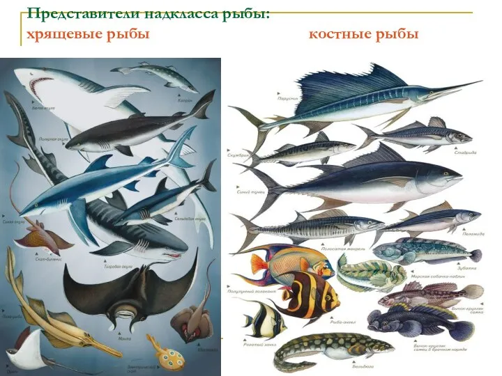 Представители надкласса рыбы: хрящевые рыбы костные рыбы