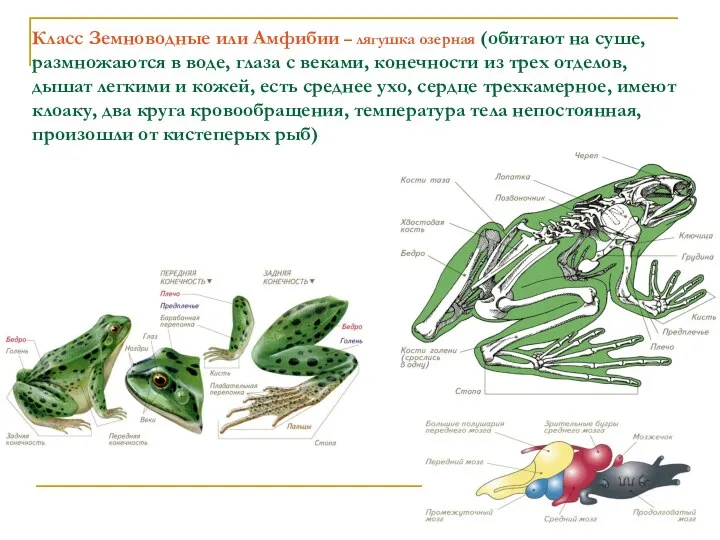 Класс Земноводные или Амфибии – лягушка озерная (обитают на суше, размножаются
