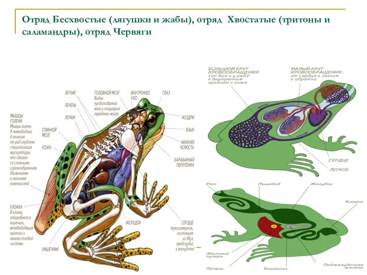 Отряд Бесхвостые (лягушки и жабы), отряд Хвостатые (тритоны и саламандры), отряд Червяги