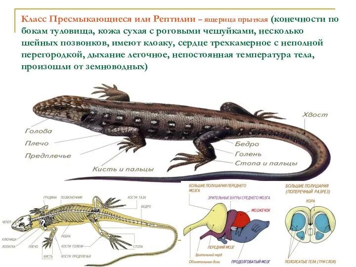 Класс Пресмыкающиеся или Рептилии – ящерица прыткая (конечности по бокам туловища,