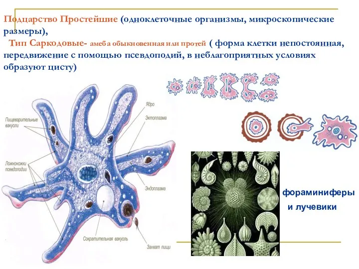 Подцарство Простейшие (одноклеточные организмы, микроскопические размеры), Тип Саркодовые- амеба обыкновенная или