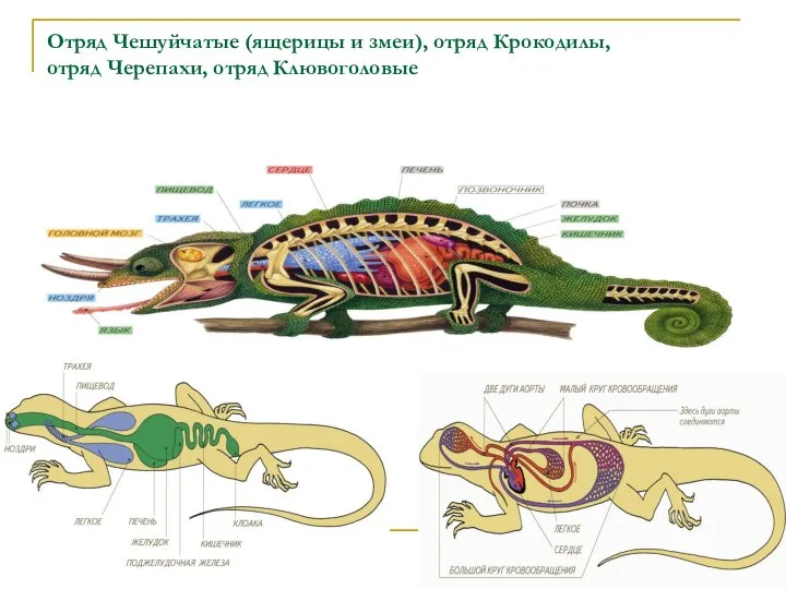 Отряд Чешуйчатые (ящерицы и змеи), отряд Крокодилы, отряд Черепахи, отряд Клювоголовые