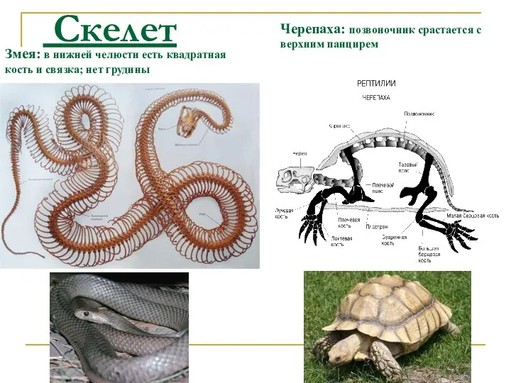 Скелет Змея: в нижней челюсти есть квадратная кость и связка; нет