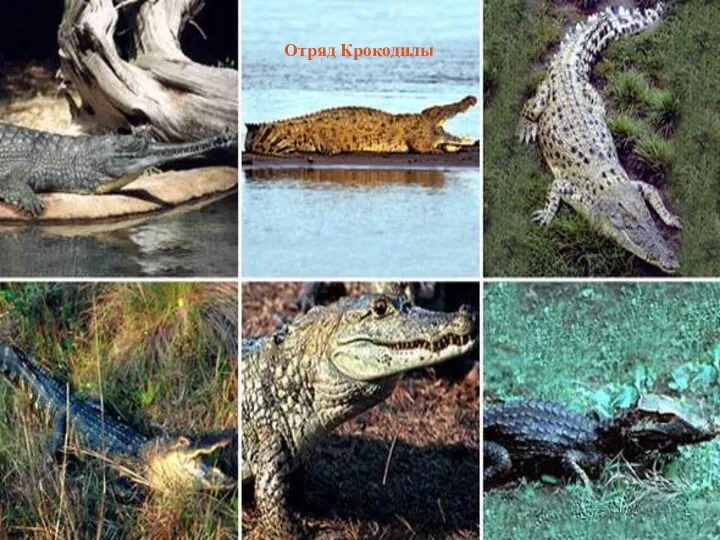 Отряд Крокодилы