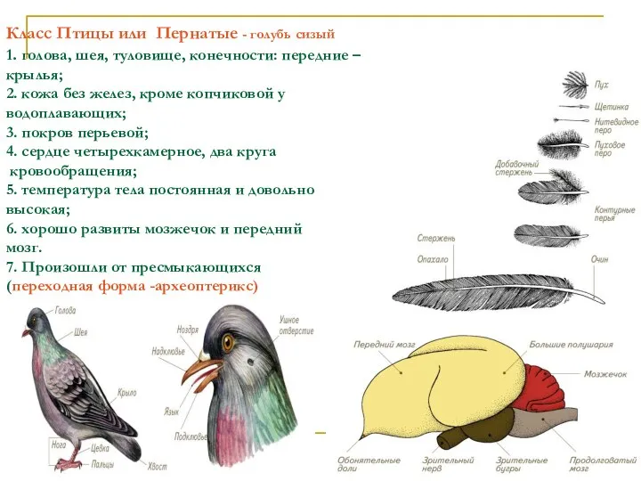 Класс Птицы или Пернатые - голубь сизый 1. голова, шея, туловище,