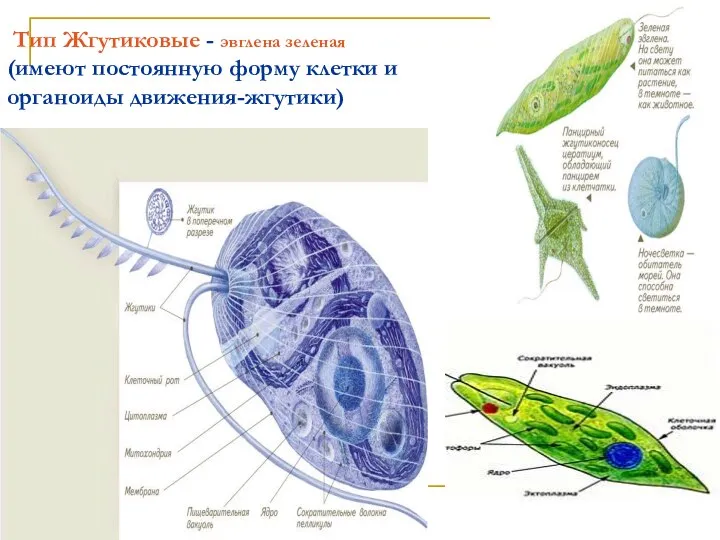 Тип Жгутиковые - эвглена зеленая (имеют постоянную форму клетки и органоиды движения-жгутики)