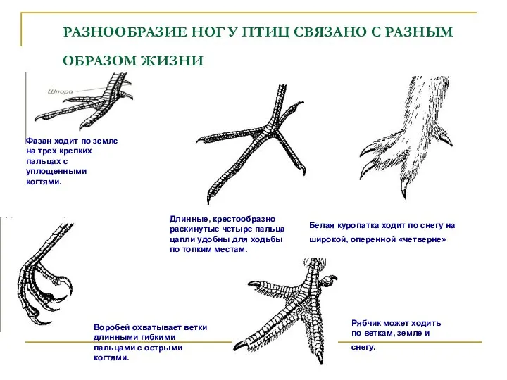 РАЗНООБРАЗИЕ НОГ У ПТИЦ СВЯЗАНО С РАЗНЫМ ОБРАЗОМ ЖИЗНИ Длинные, крестообразно