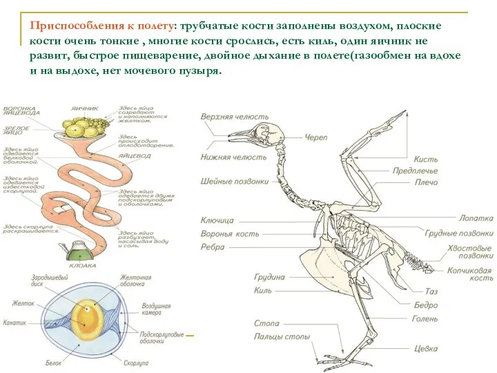 Приспособления к полету: трубчатые кости заполнены воздухом, плоские кости очень тонкие