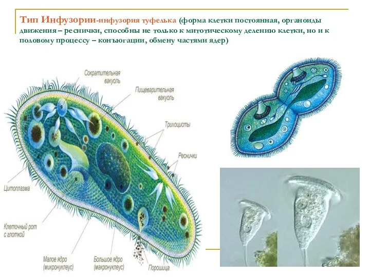 Тип Инфузории-инфузория туфелька (форма клетки постоянная, органоиды движения – реснички, способны