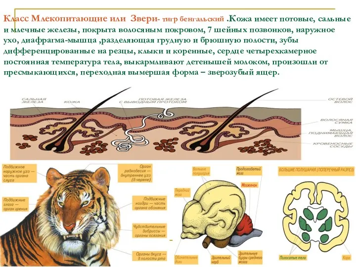 Класс Млекопитающие или Звери- тигр бенгальский .Кожа имеет потовые, сальные и