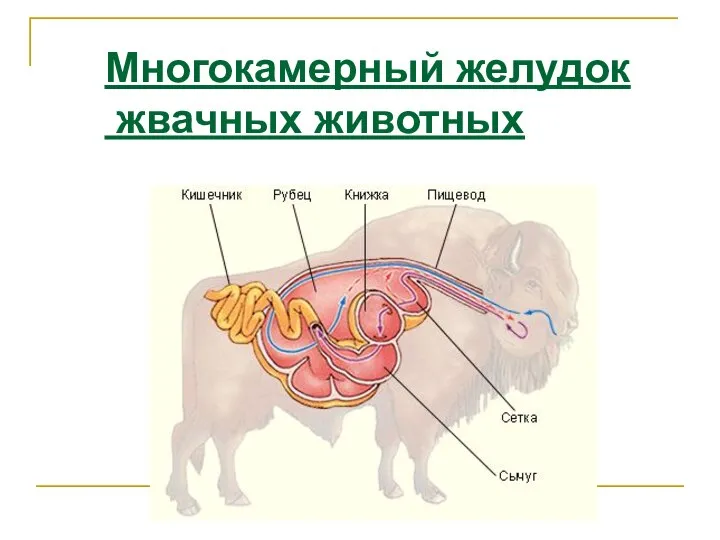 Многокамерный желудок жвачных животных