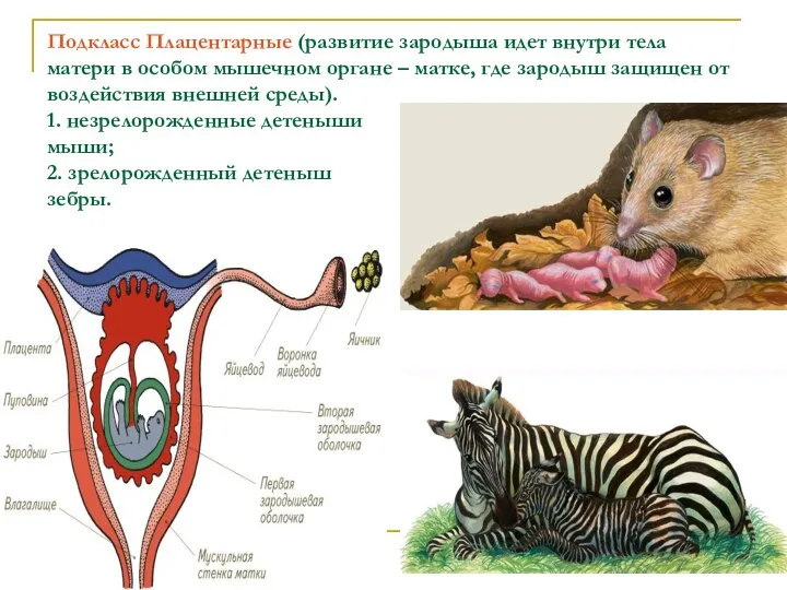 Подкласс Плацентарные (развитие зародыша идет внутри тела матери в особом мышечном