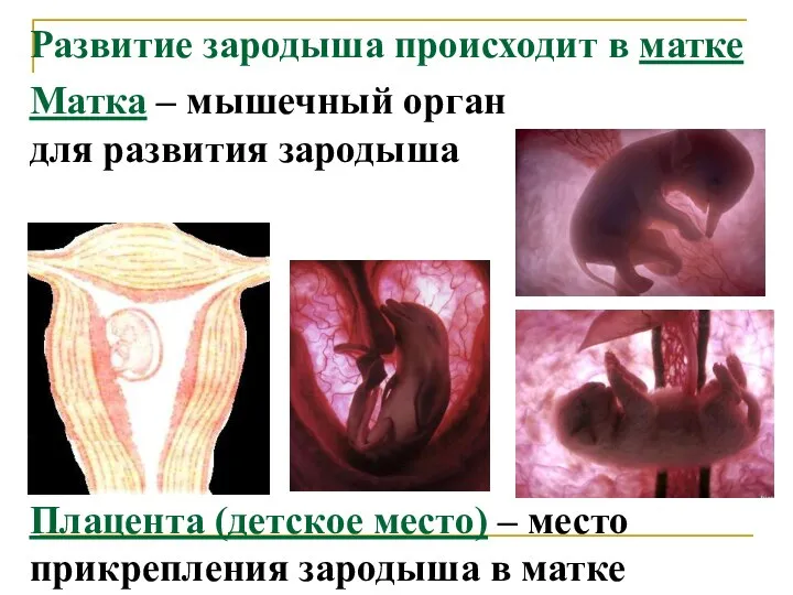 Развитие зародыша происходит в матке Матка – мышечный орган для развития