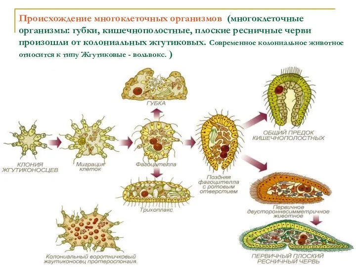 Происхождение многоклеточных организмов (многоклеточные организмы: губки, кишечнополостные, плоские ресничные черви произошли