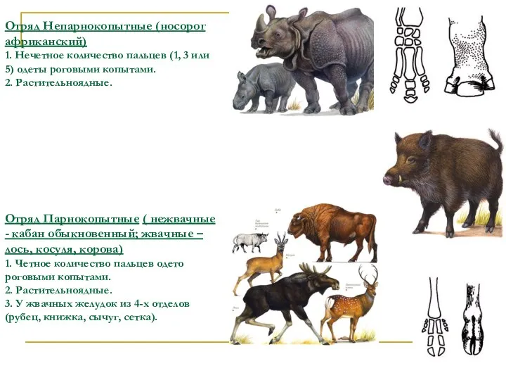 Отряд Непарнокопытные (носорог африканский) 1. Нечетное количество пальцев (1, 3 или