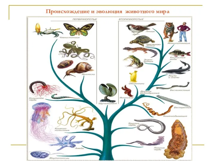 Происхождение и эволюция животного мира