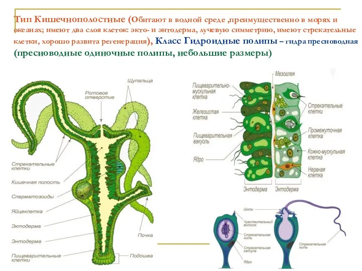 Тип Кишечнополостные (Обитают в водной среде ,преимущественно в морях и океанах;