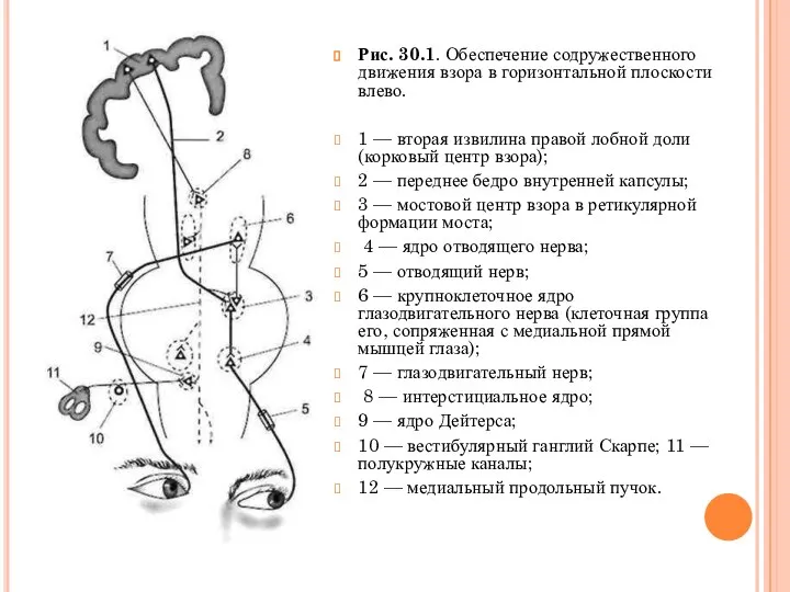 Рис. 30.1. Обеспечение содружественного движения взора в горизонтальной плос­кости влево. 1